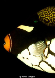 Clown triggerfish profile - one of my favourite fish... by Michael Gallagher 